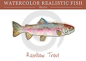 Hand painted watercolor edible fish. Vector design