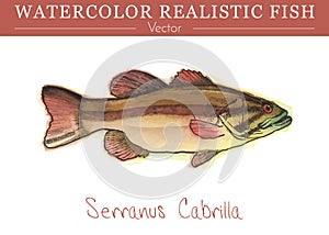 Hand painted watercolor edible fish. Vector design