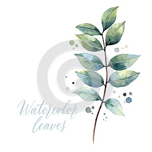 Hand painted watercolor of floral branch green leaves