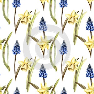 Hand painted watercolor floral pattern seamless blue grape hyacinth yellow daffodils narcissus white background