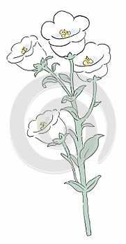 Flower Illustration pattern in simple background. Illustration flower in simple background. photo