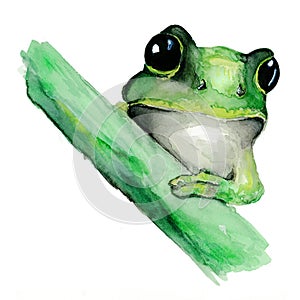 Hand painted watercolor frog