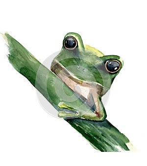Hand painted watercolor frog on a white background