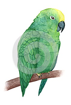 Hand painted watercolor green parrot sitting on the branch