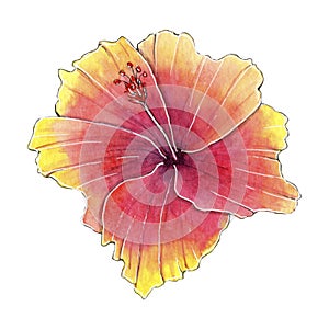 Hand painted watercolor hibiscus flower isolated on white background.