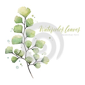 Hand painted watercolor Maidenhair Fern