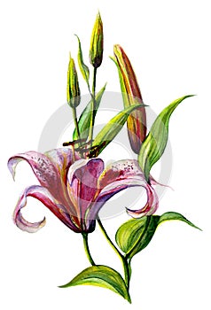 Hand painted watercolor. Pink lily flower isolated on white background, bouquet of lilies, pink lily on white.