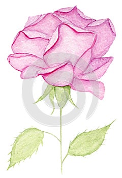 Hand painted watercolor pink rose on the stem with two green leaves