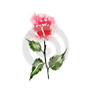 Hand painted watercolor red rose flower illustration