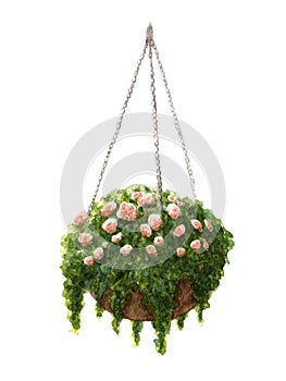 Hand painted watercolor roses in the hanging pot isolated