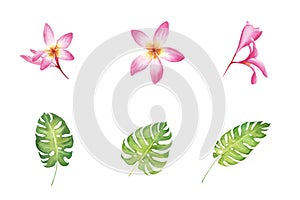 Watercolor set of tropical hibiscus flowers and monstera leaves isolated on white background.