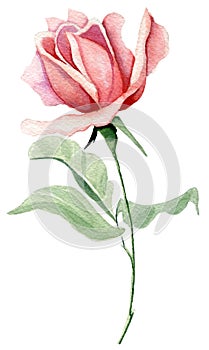 Hand painted watercolor single pink rose on the long stem with green leaves isolated