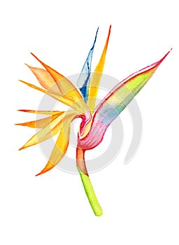 Hand painted watercolor tropical flower bird of paradise crane flower Strelitzia reginae isolated