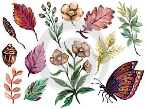 Hand painting watercolor illustration season fall autumn brown flower  butterfly ans colorful foliage and leaf and dry nut element