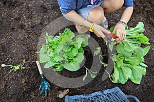 Mano de cosecha limpiar verdura en jardín cocinando comida cuidado vida estilo 