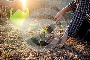 Hand of people helping plant the seedlings tree to preserve natural environment while working save world together, Earth day and