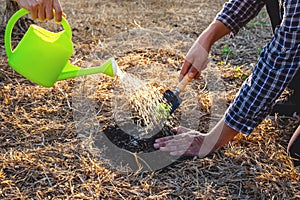 Hand of people helping plant the seedlings tree to preserve natural environment while working save world together, Earth day and