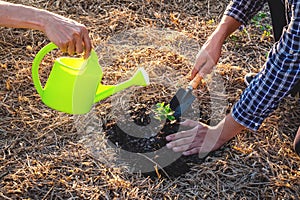 Hand of people helping plant the seedlings tree to preserve natural environment while working save world together, Earth day and