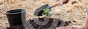 Hand of people helping plant the seedlings tree to preserve natural environment while working save world together, Earth day and