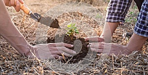 Hand of people helping plant the seedlings tree to preserve natural environment while working save world together, Earth day and