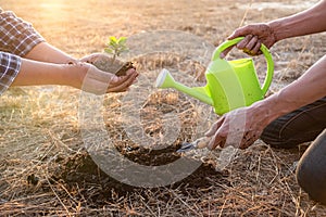 Hand of people helping plant the seedlings tree to preserve natural environment while working save world together, Earth day and