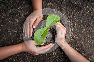 Hand of people protection new leaf of seedling in the soil and protect young plant to growing in the garden