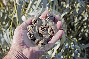 Hand of a person with a handful, pile, of capsules, seeds of Eucalyptus globulus on a sunny day. selective approach