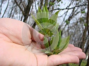 hand of person holding abundance soil with young plant in hand for agriculture or planting peach nature concept.