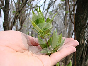 hand of person holding abundance soil with young plant in hand for agriculture or planting peach nature concept.