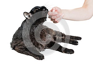 Hand of Person Petting Black Cat