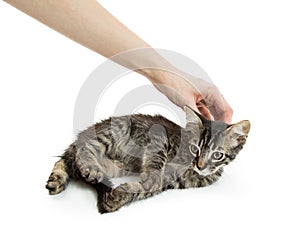 Hand of Person Petting Kitten