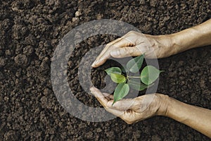 Hand of person protection growing young plant on fertile soil for agriculture or save earth,nature concept