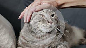 Hand of person stroking cat. Female owner caressing of cute scottish fold cat at home