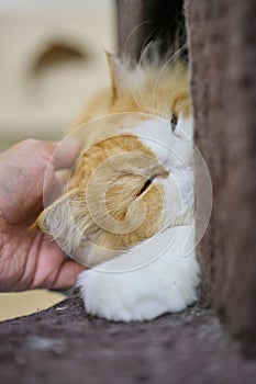 Hand of a person stroking the head of a cat