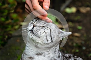A hand of a person stroking the head of a cute british gray cat