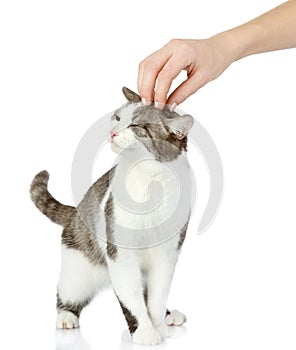 Hand of person stroking head of cute cat.