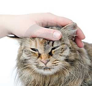 Hand of person stroking head of cute cat.