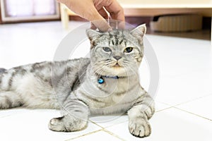Hand of person stroking head of cute cat american shorthair