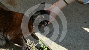 Hand of person stroking head fluffy black cat. Love to animals.