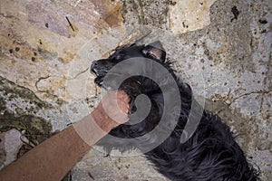 Hand of a person stroking mutt dog