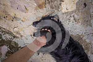 Hand of a person stroking mutt dog