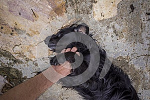 Hand of a person stroking mutt dog