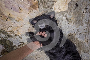 Hand of a person stroking mutt dog