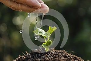 Hand of person watering young plant in the garden on nature background