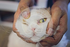 hand of persons stroking caress monocular one-eyed lying on the floor cat, taken homeless from the street. cat playing