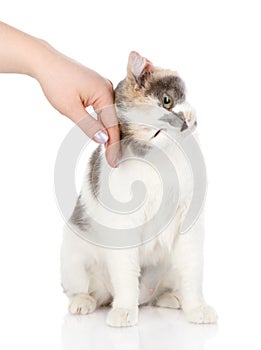 Hand of persons stroking a cat