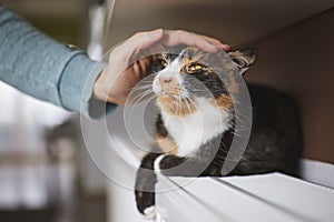 Hand of pet owner stroking cute tabby cat