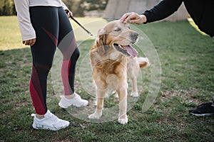 Hand petting cute dog`s head in nature