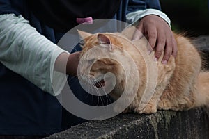 hand petting cute ginger cat