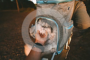 Hand petting lovely cute and friendly cat in backpack carrier. Travel with cat.